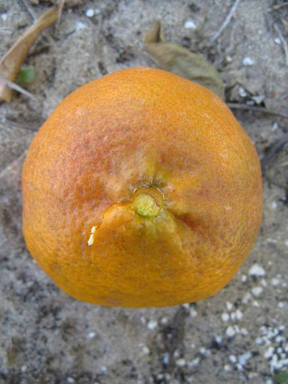              Fruit (Winter Haven, FL)       